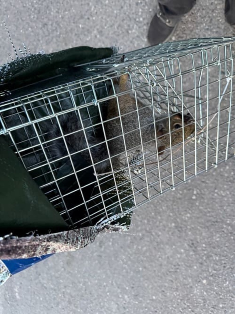 Guard More Pest Control Inc. - Toronto Bed Bug Exterminator work photo 5